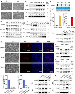 Dynamic m6A mRNA Methylation Reveals the Role of METTL3/14-m6A-MNK2-ERK Signaling Axis in Skeletal Muscle Differentiation and Regeneration